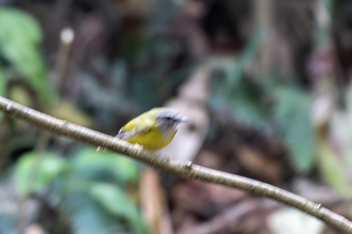 Yellow-bellied Warbler - ML629898709