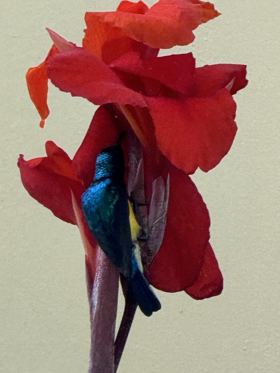 Collared Sunbird - ML629898838