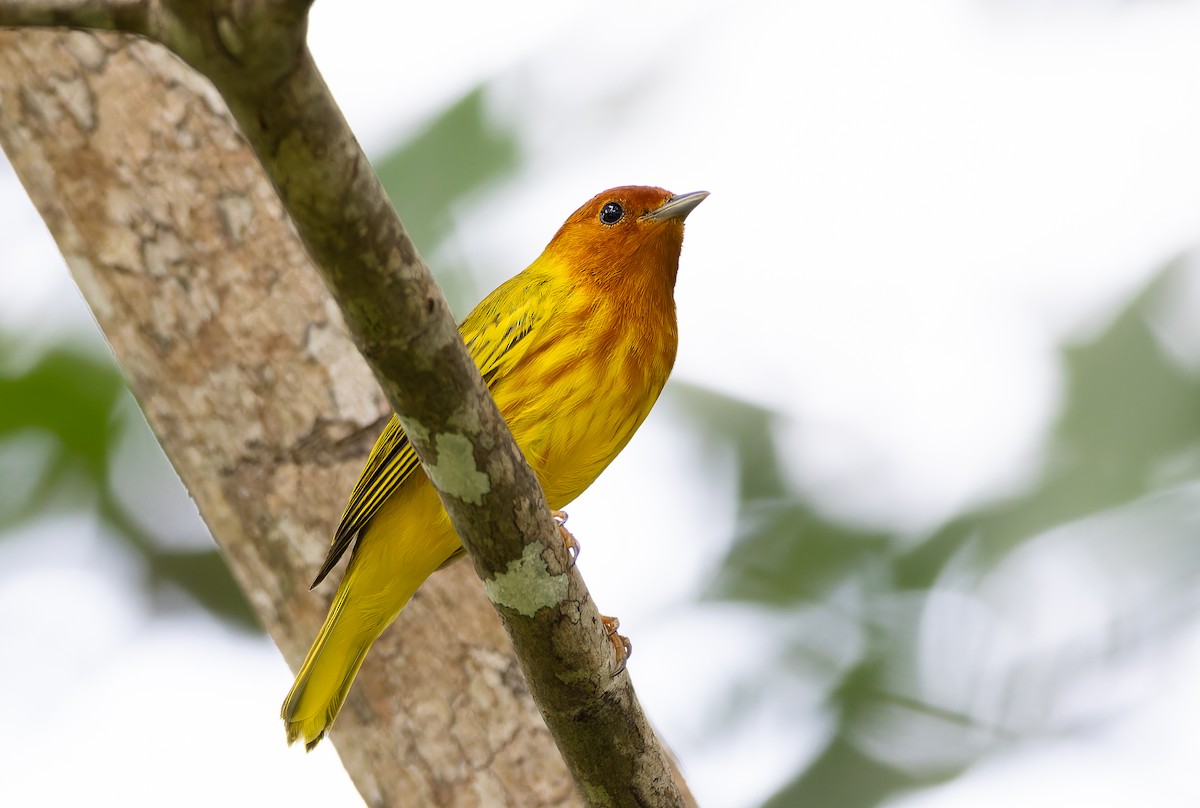 Mangrove Yellow Warbler (Panama) - Ohad Sherer