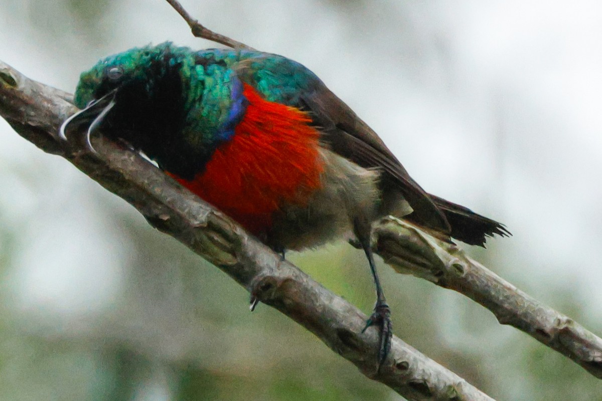 Greater Double-collared Sunbird - ML629899241