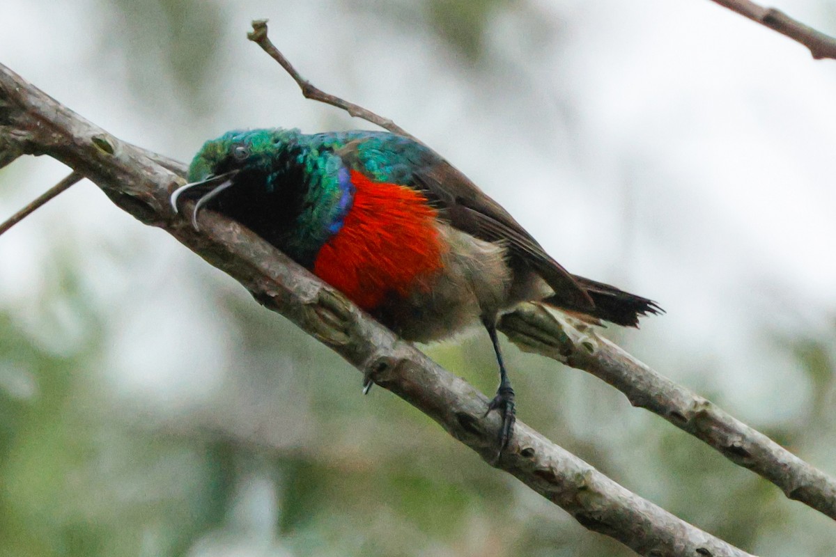 Greater Double-collared Sunbird - ML629899242