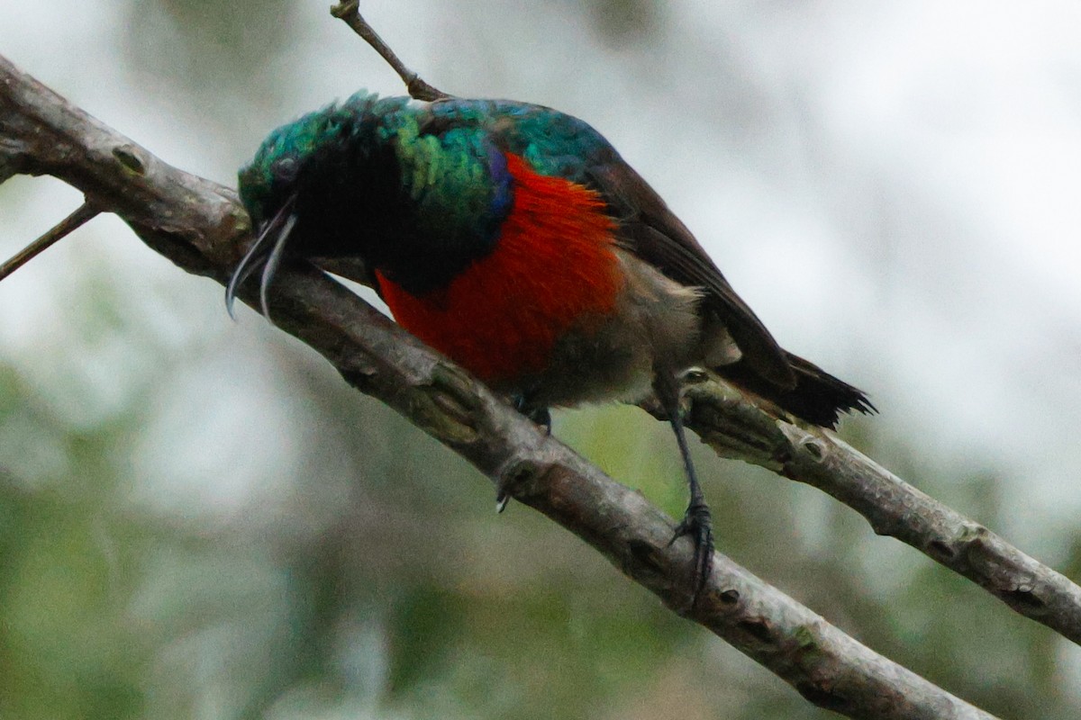 Greater Double-collared Sunbird - ML629899243