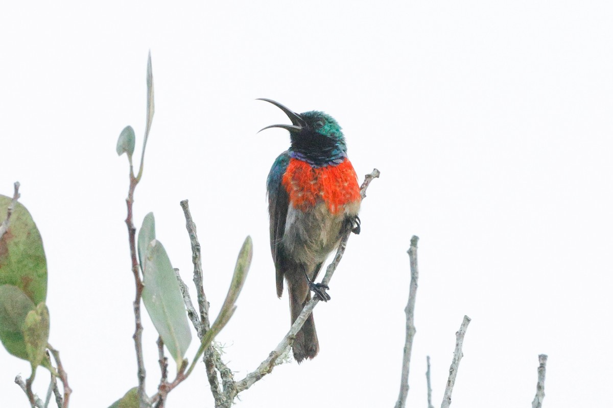 Greater Double-collared Sunbird - ML629899244