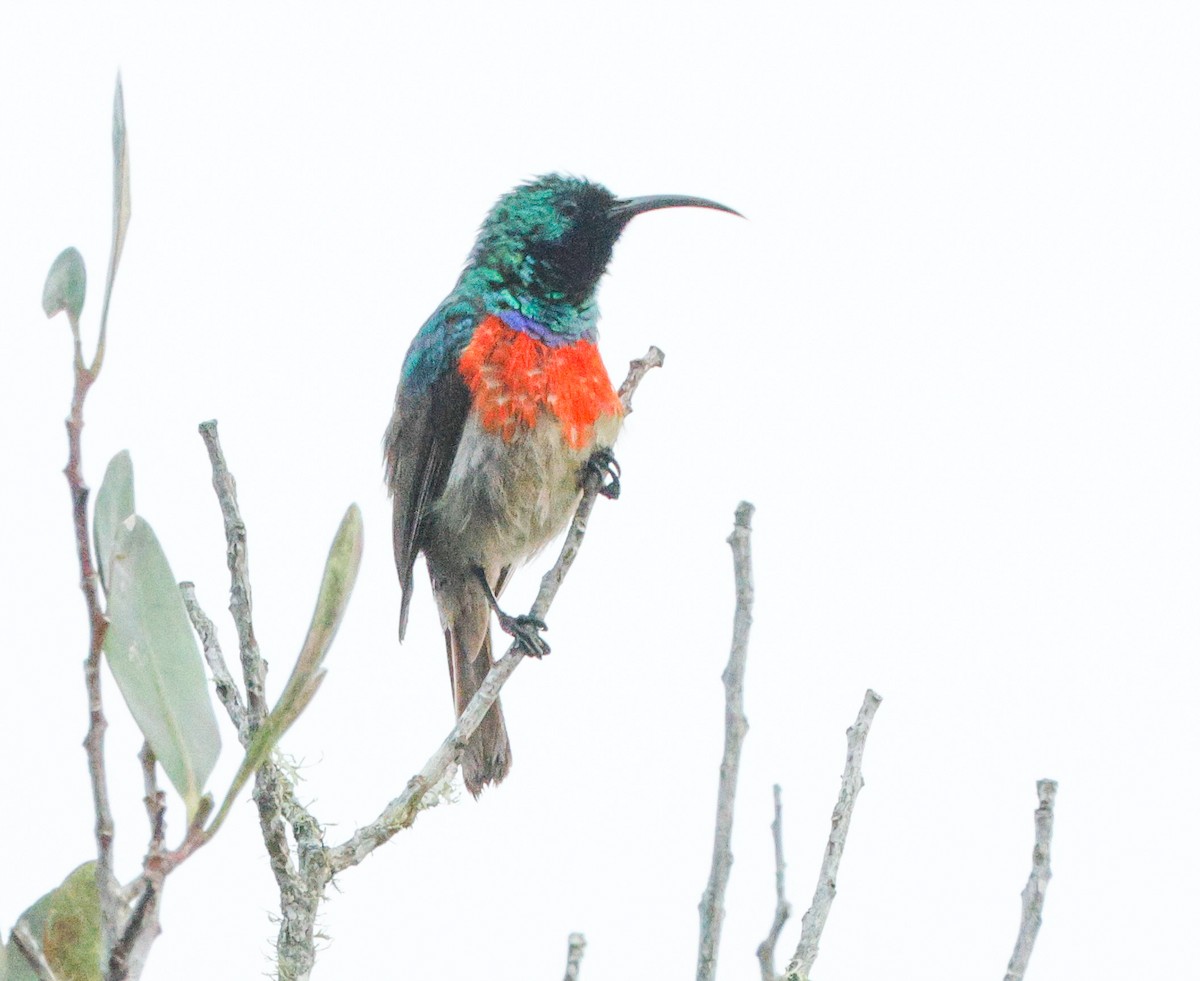 Greater Double-collared Sunbird - ML629899245