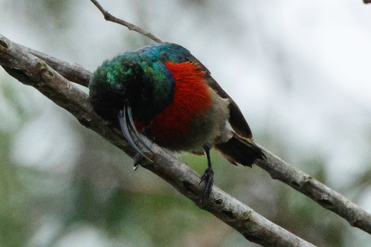 Greater Double-collared Sunbird - ML629899247