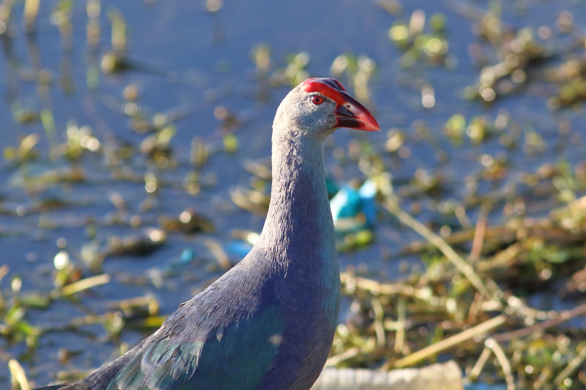 Gray-headed Swamphen - ML629899295