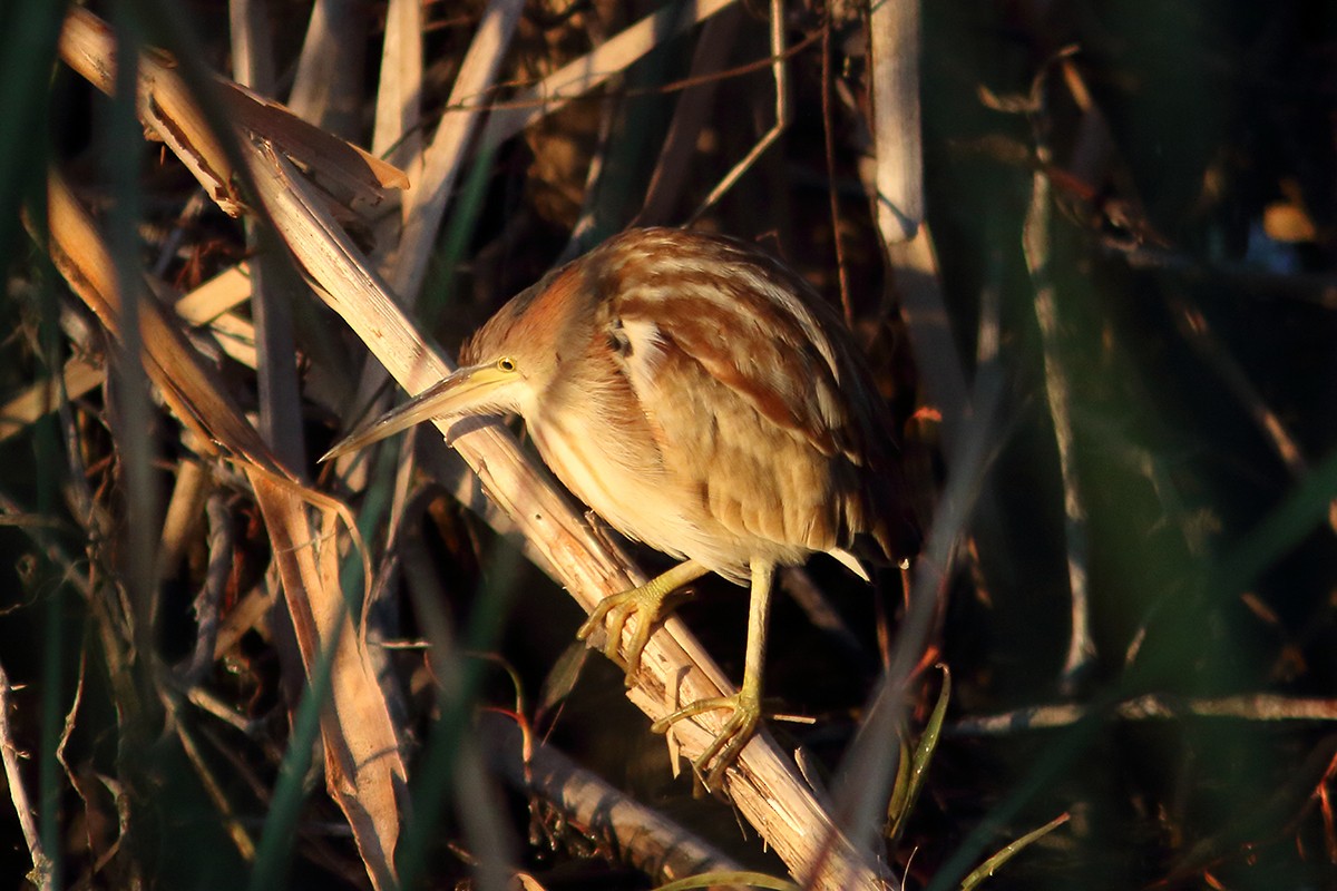 Yellow Bittern - ML629899298