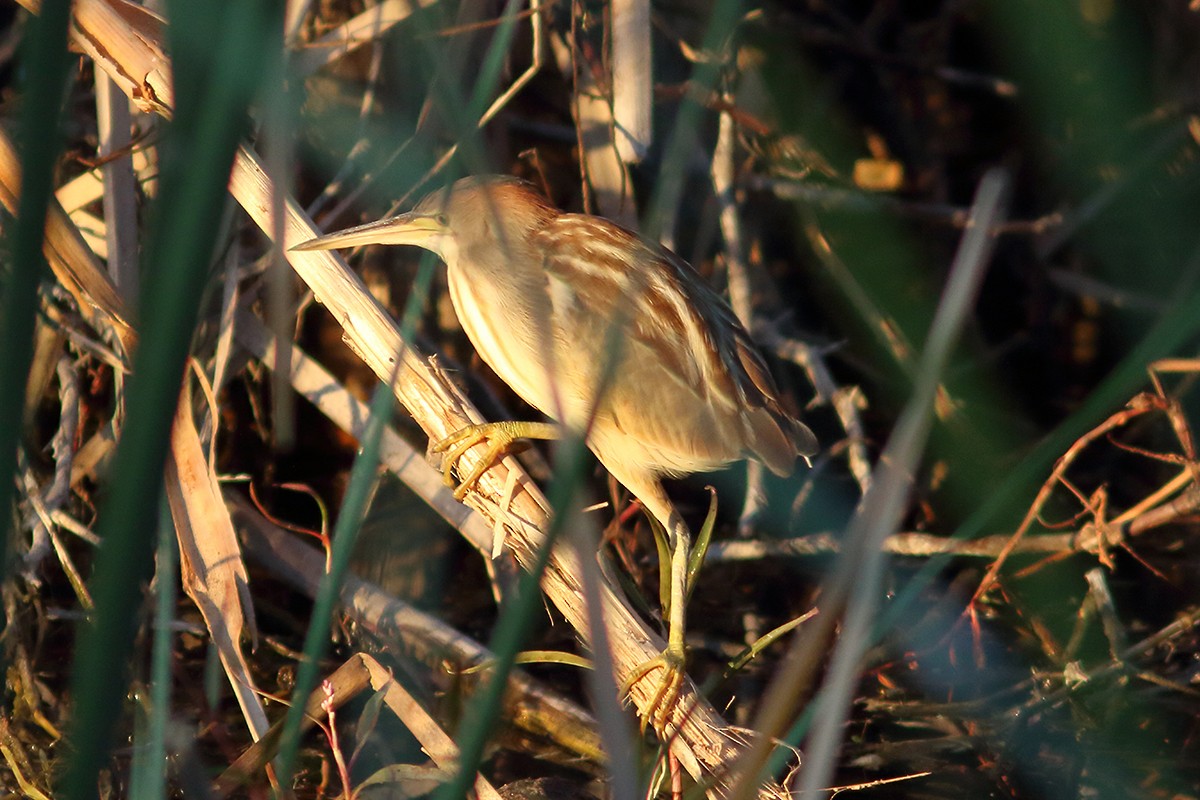 Yellow Bittern - ML629899299