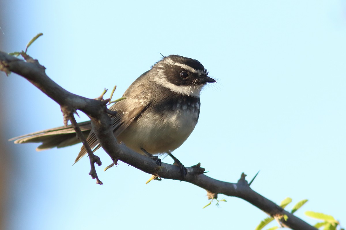 Spot-breasted Fantail - ML629899307