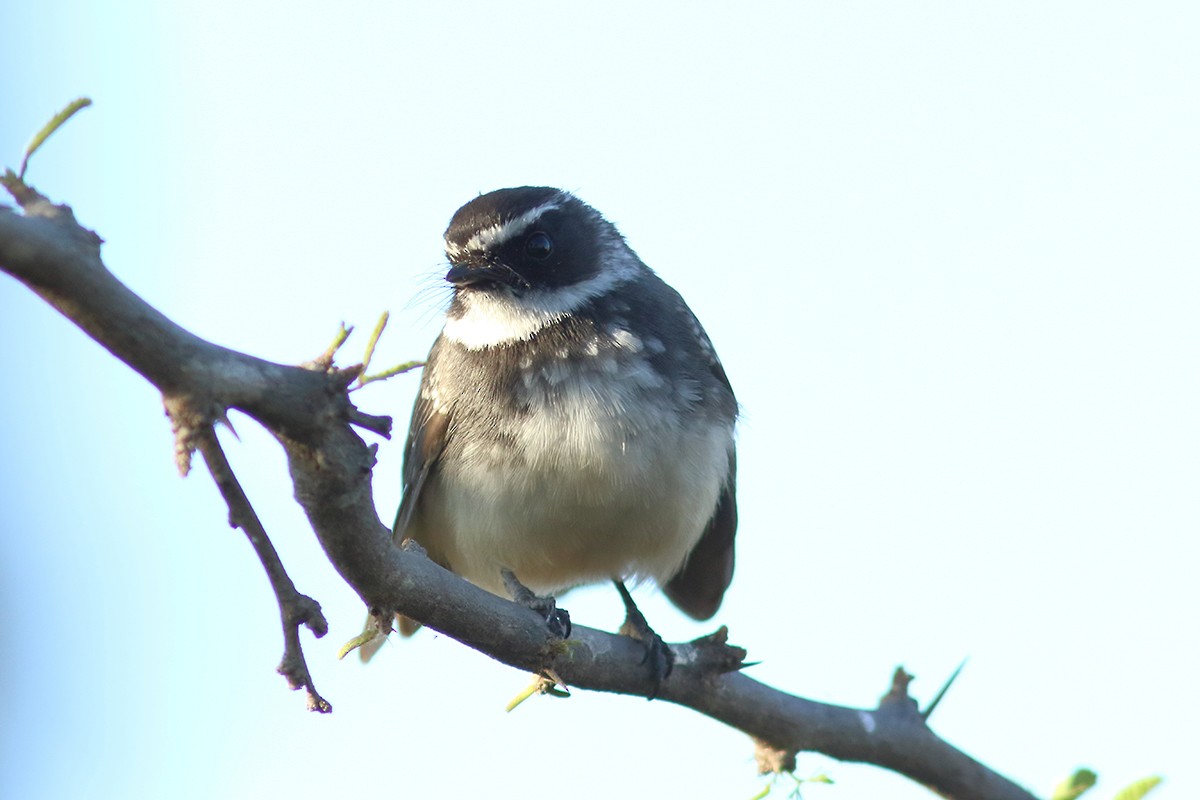 Spot-breasted Fantail - ML629899308