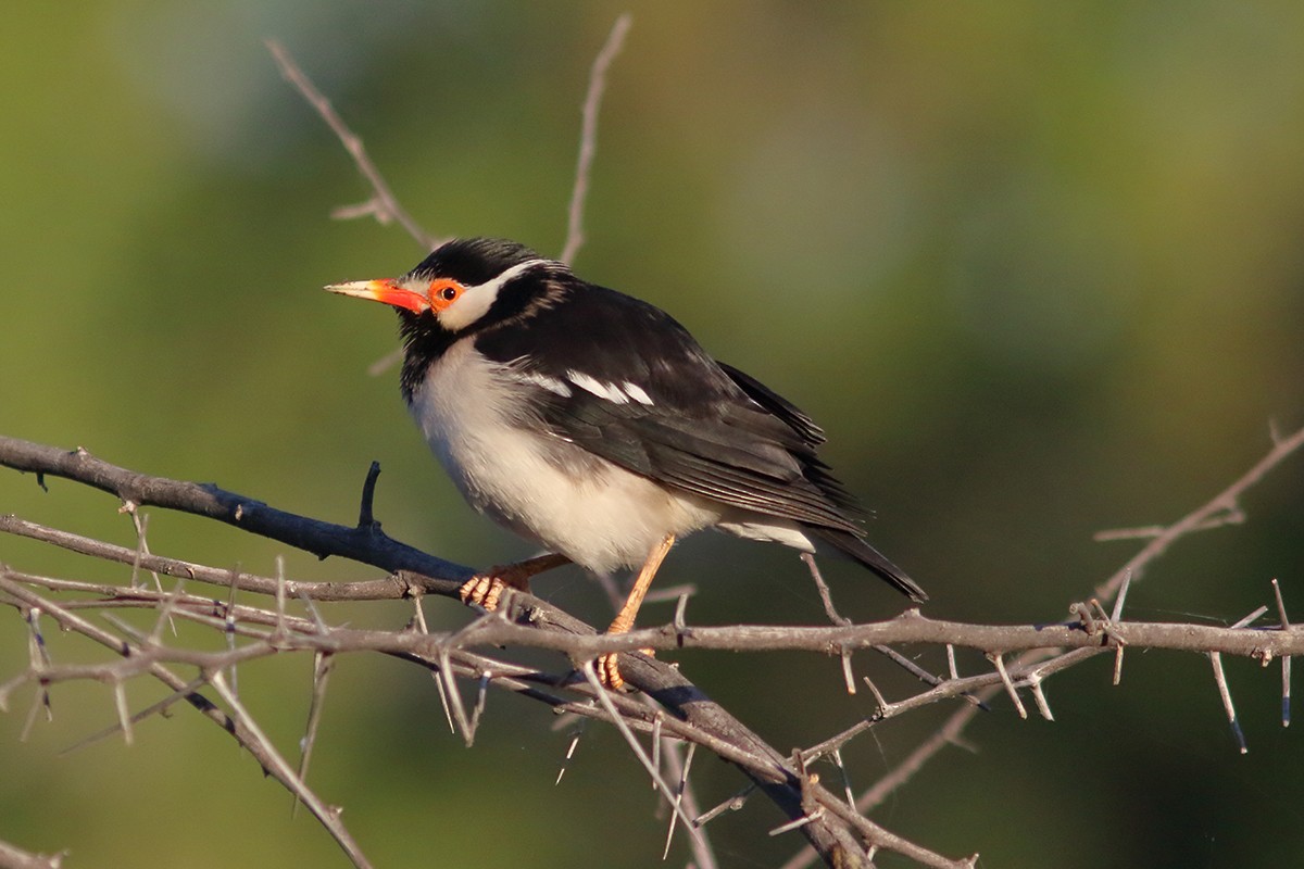Indian Pied Starling - ML629899353