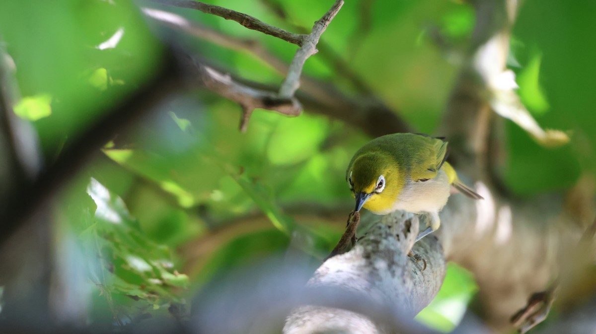 Ashy-bellied White-eye - ML629899427
