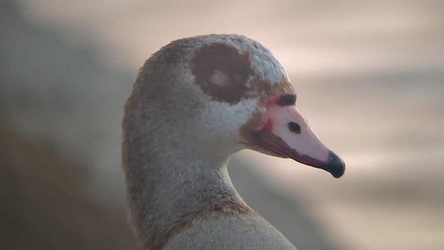 Egyptian Goose - ML629899433