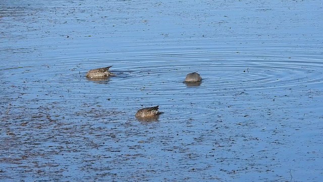 Northern Pintail - ML629899462