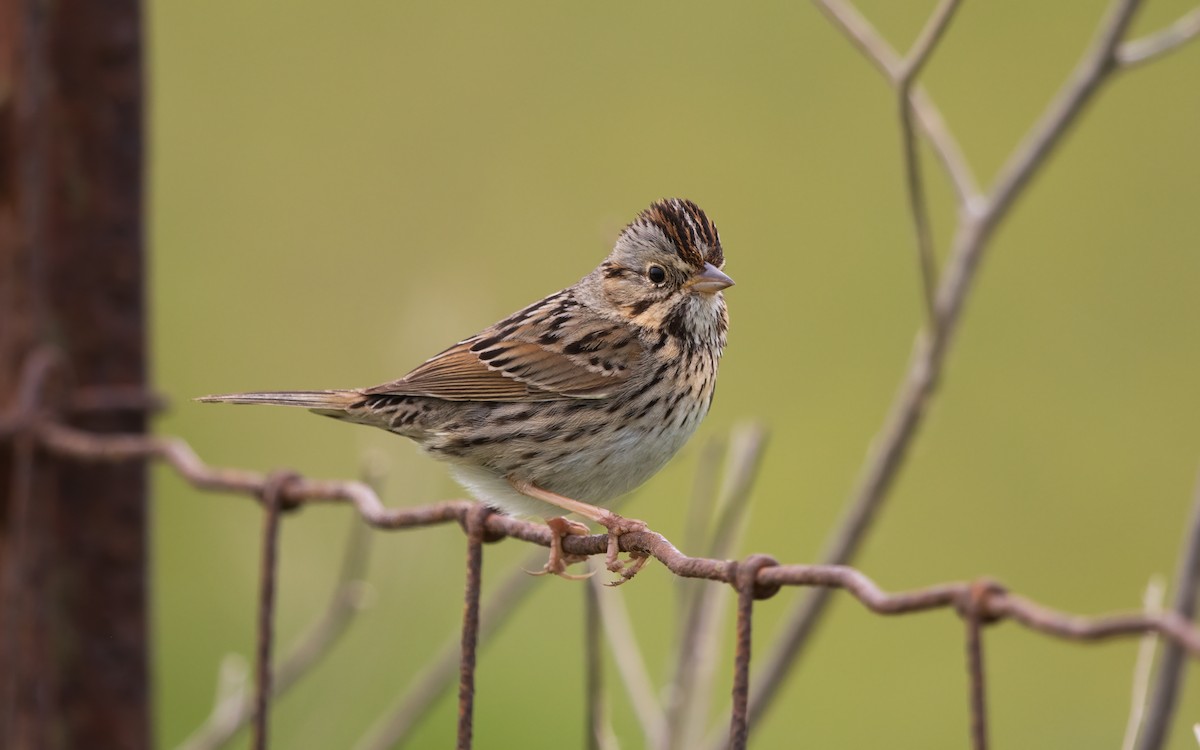Lincoln's Sparrow - ML629899490