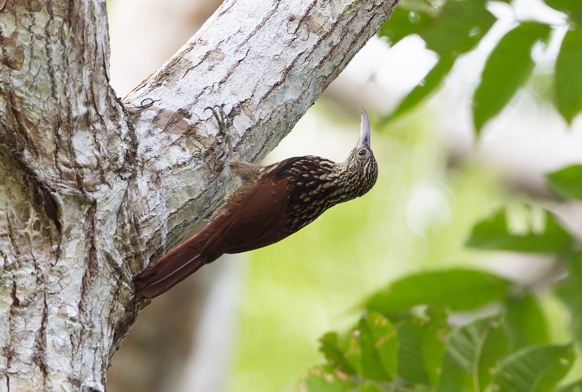 Black-striped Woodcreeper - ML629899547
