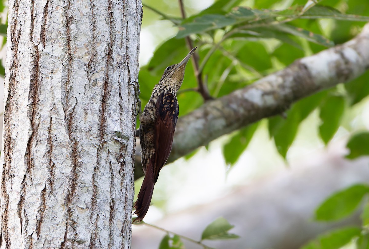 Black-striped Woodcreeper - ML629899548