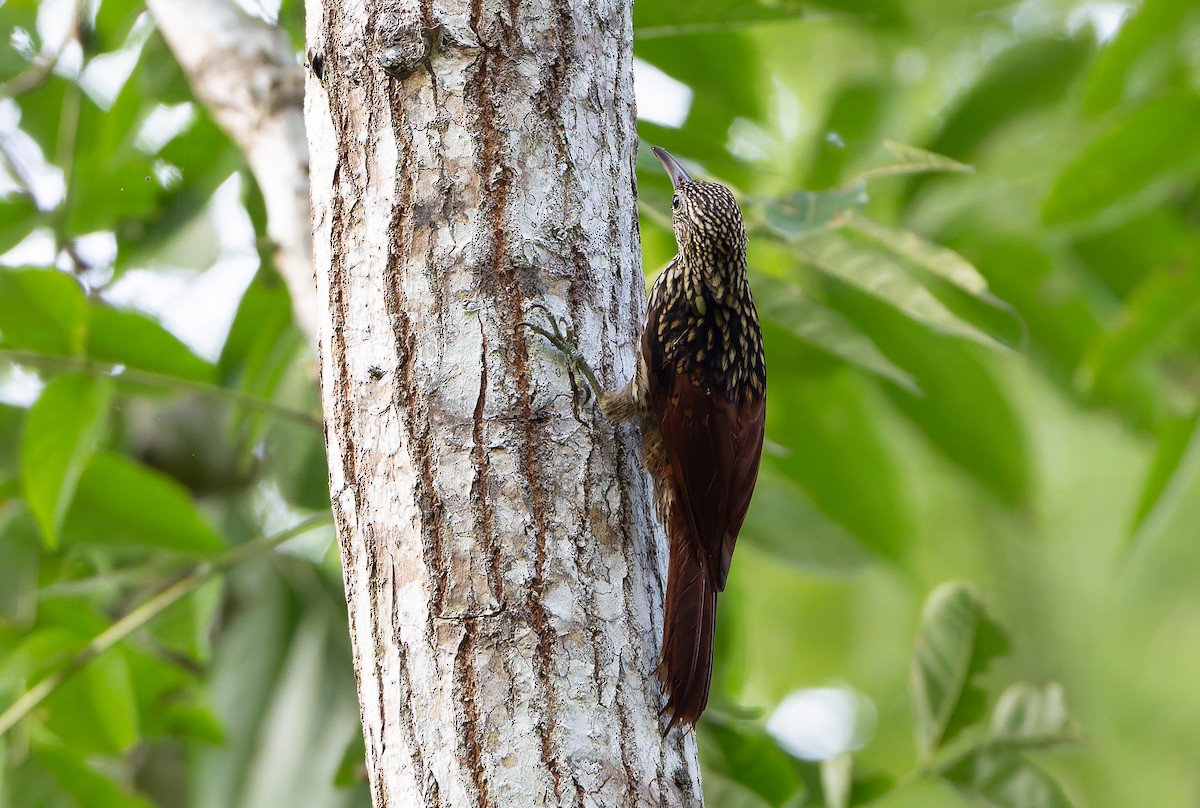 Black-striped Woodcreeper - ML629899549