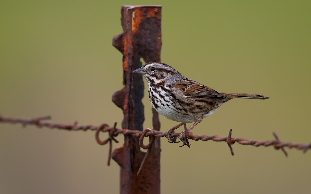 Song Sparrow - ML629899564