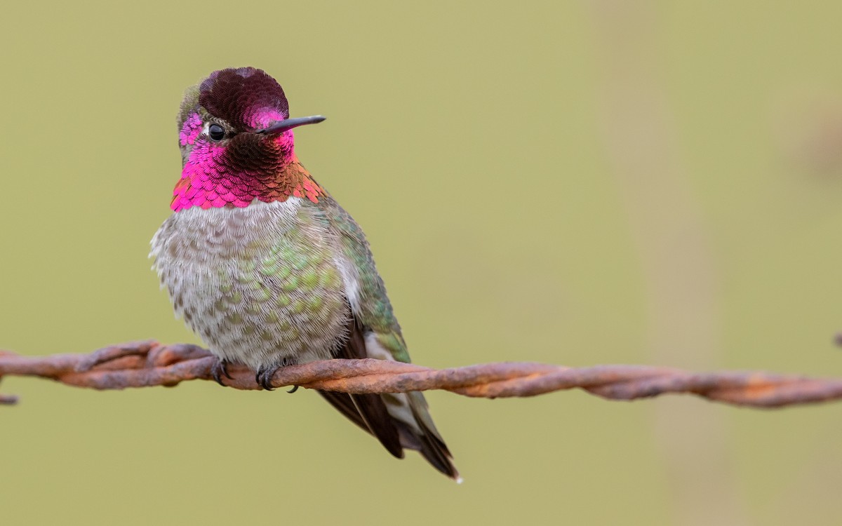 Anna's Hummingbird - ML629899570