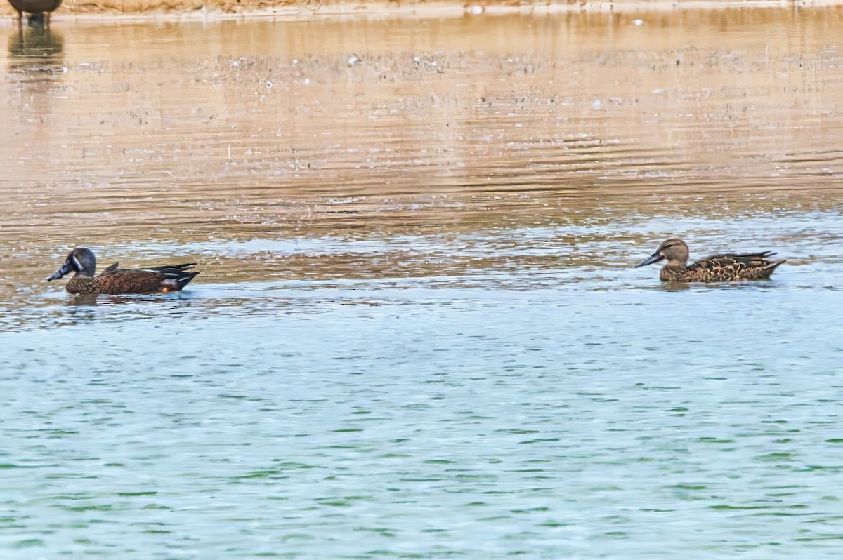 Canard bridé - ML629899593