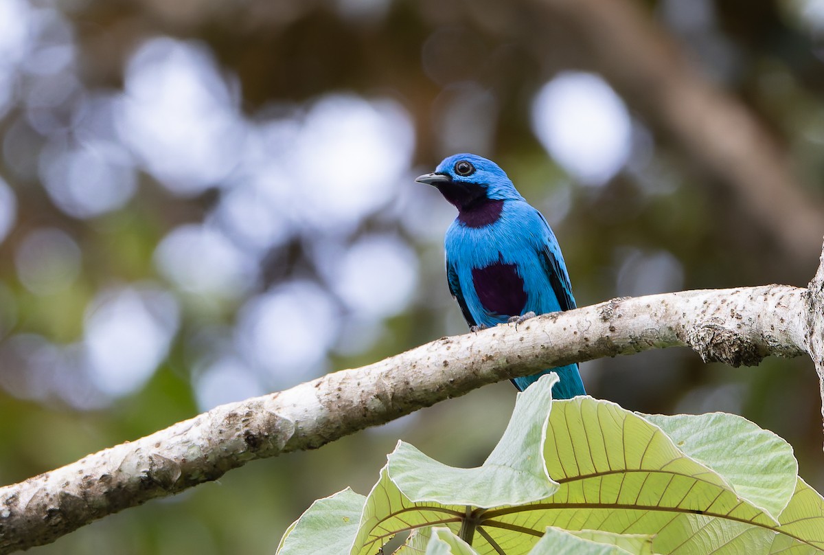 Blue Cotinga - ML629899646