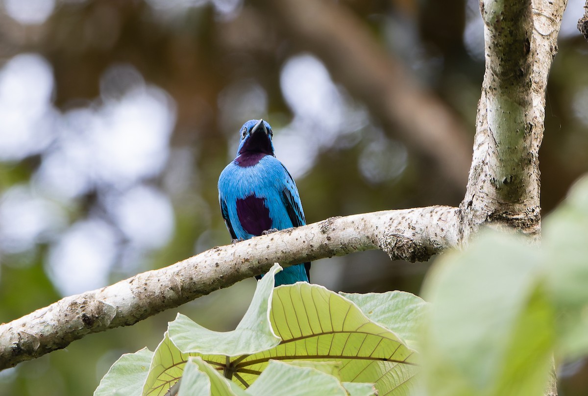 Blue Cotinga - ML629899647