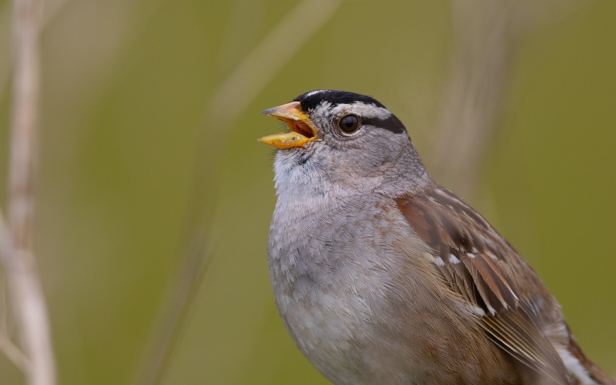 White-crowned Sparrow - ML629899719