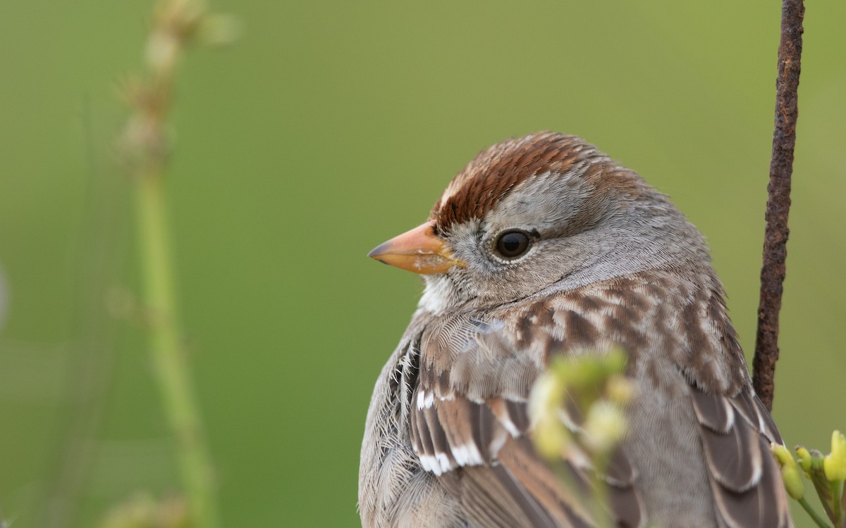 White-crowned Sparrow - ML629899720