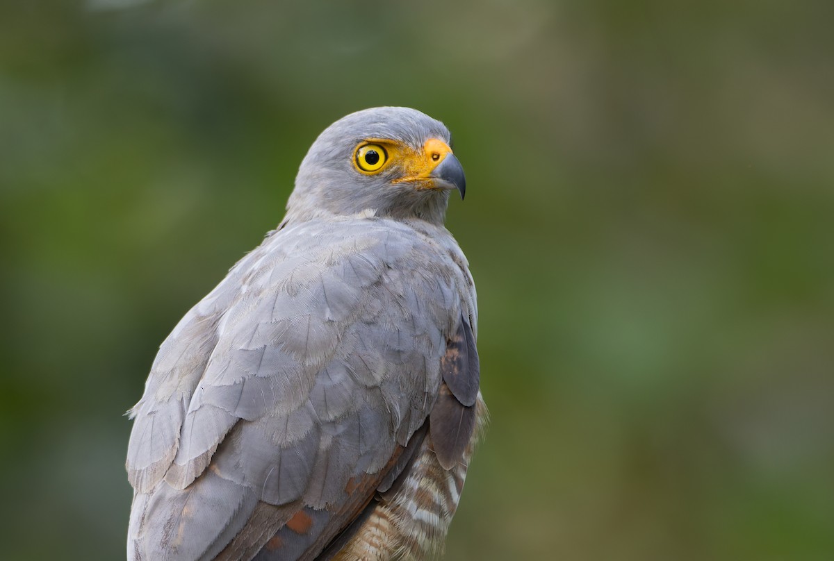 Roadside Hawk (Northern) - ML629899751