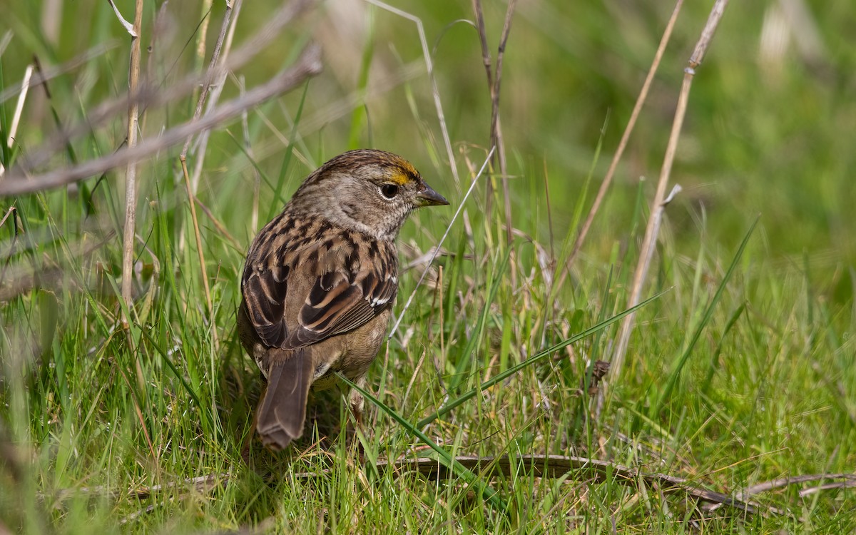 Golden-crowned Sparrow - ML629899753