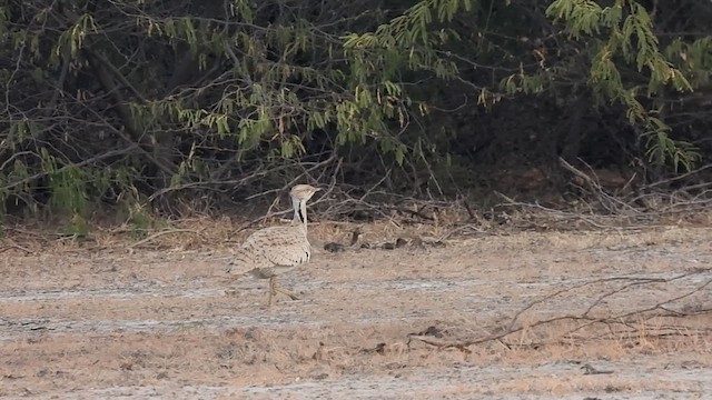 drop obojkový - ML629899770
