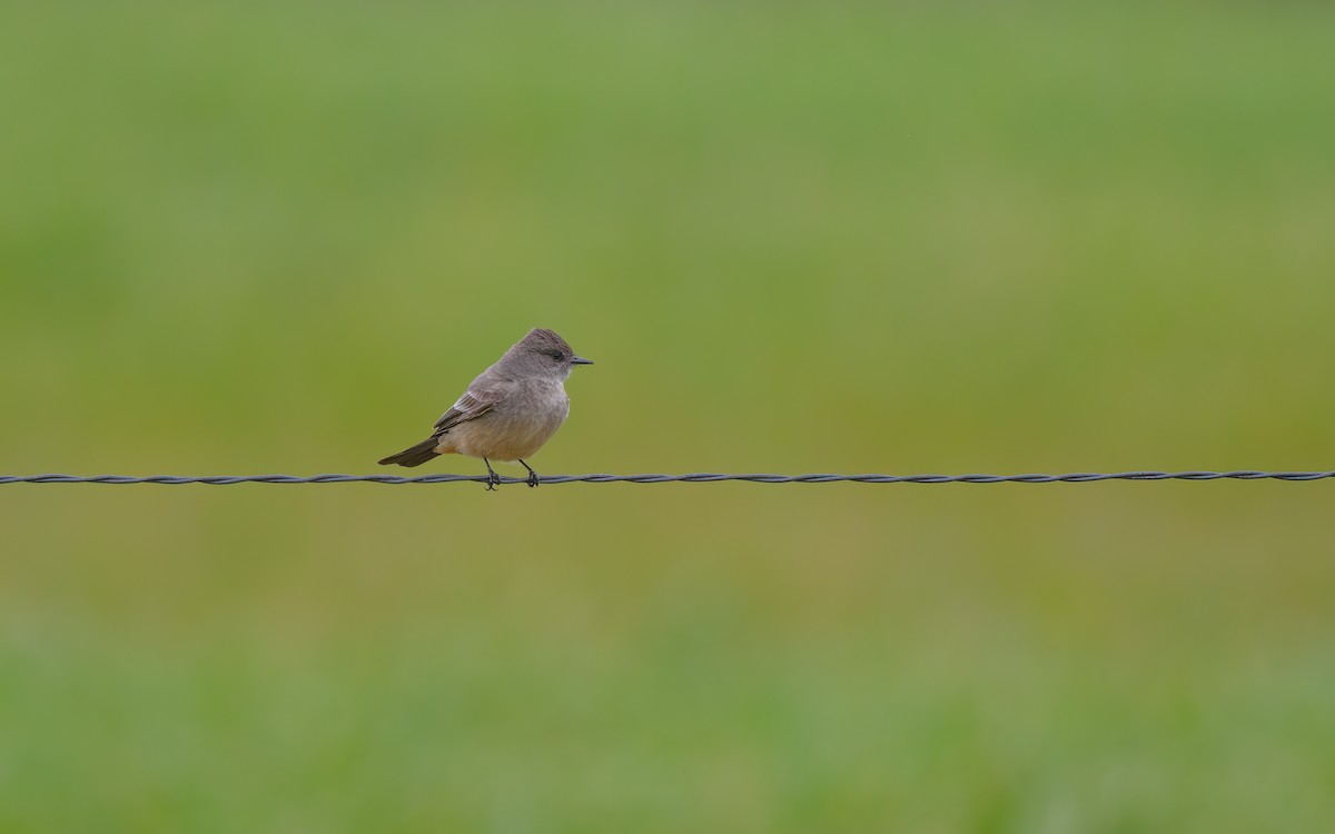 Say's Phoebe - ML629899785