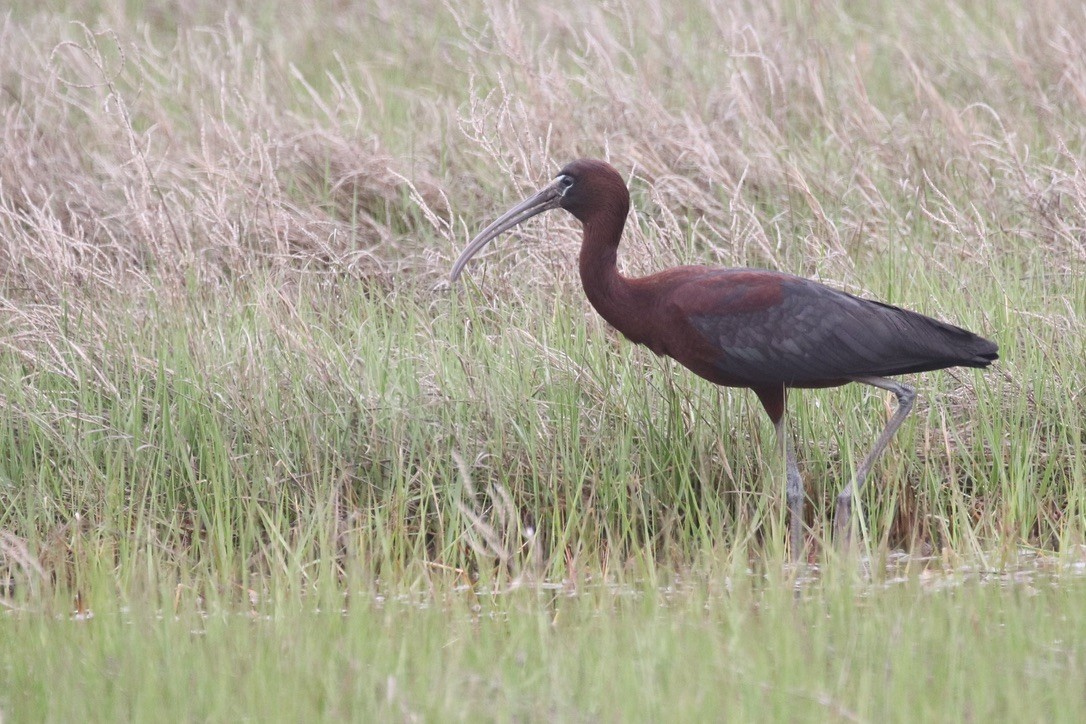 Glossy Ibis - ML629899842