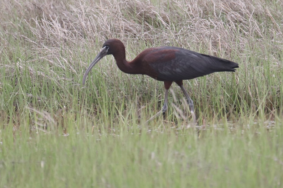 Glossy Ibis - ML629899843