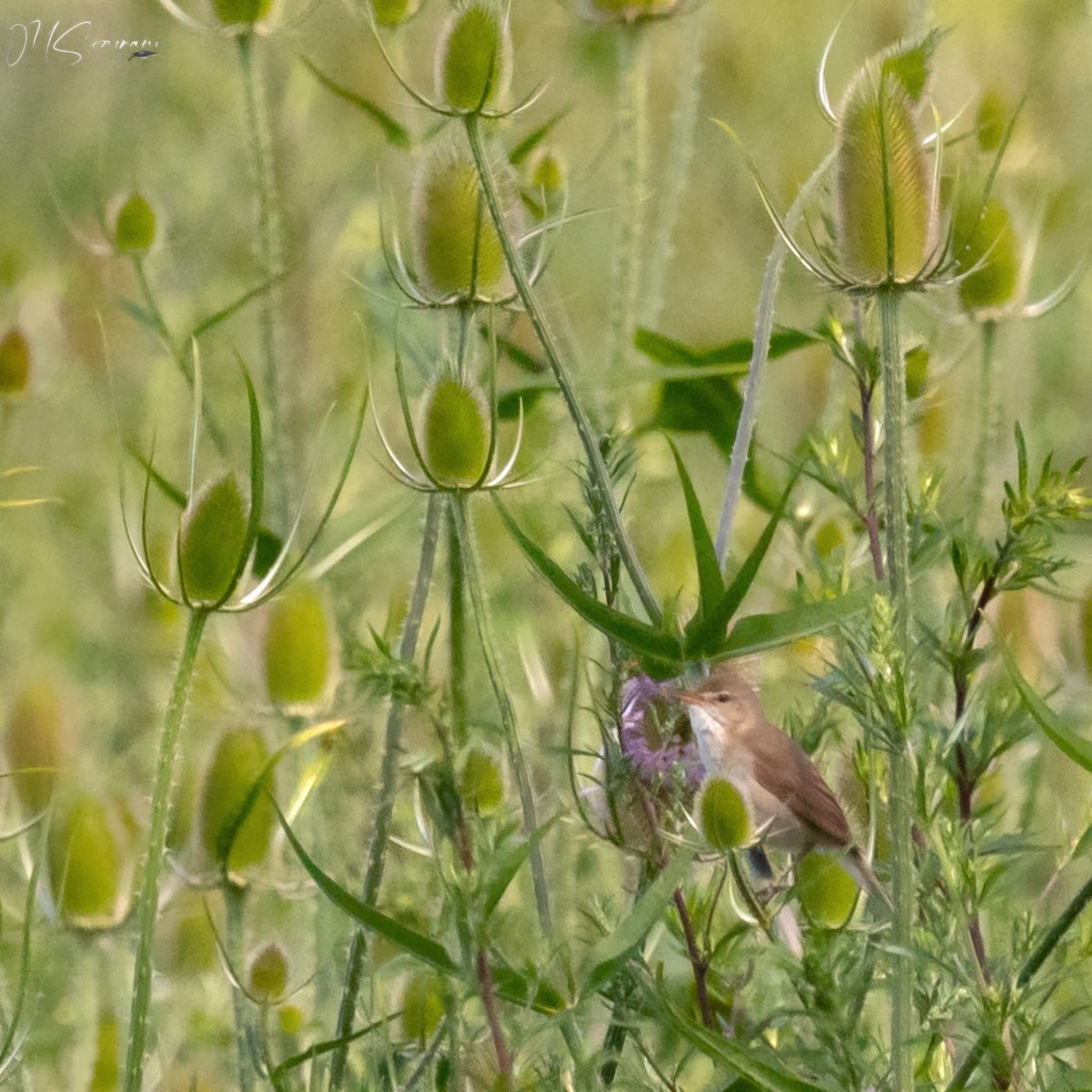 Бутны охил бялзуухай - ML629899939