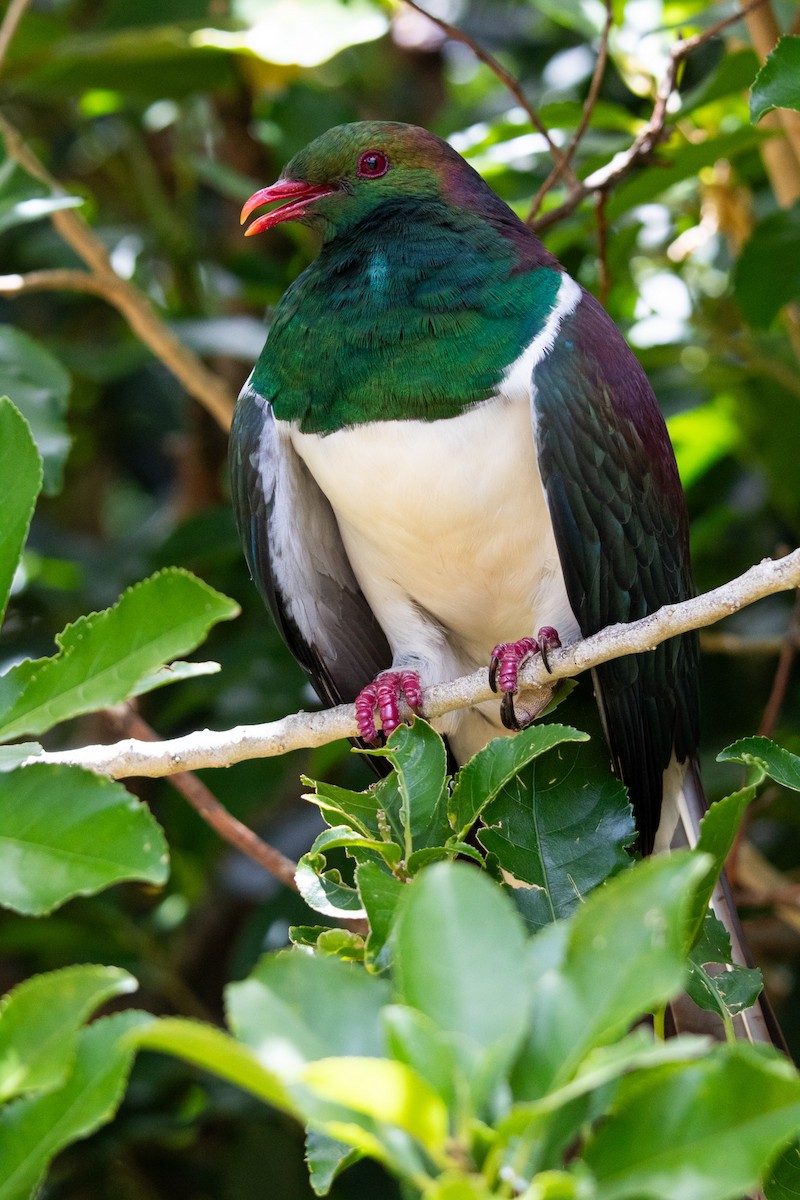 New Zealand Pigeon - ML629900011