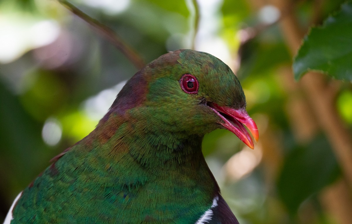 New Zealand Pigeon - ML629900012