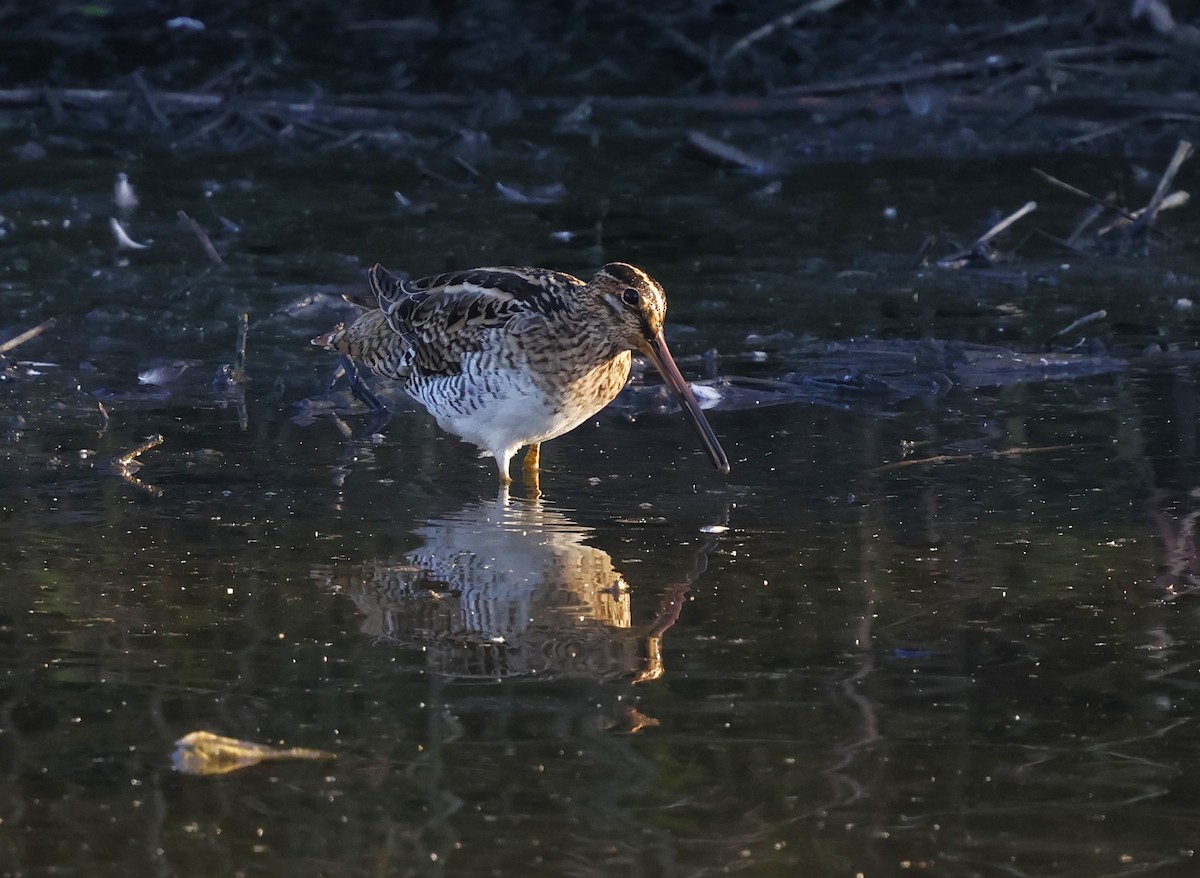 Latham's Snipe - ML629900291