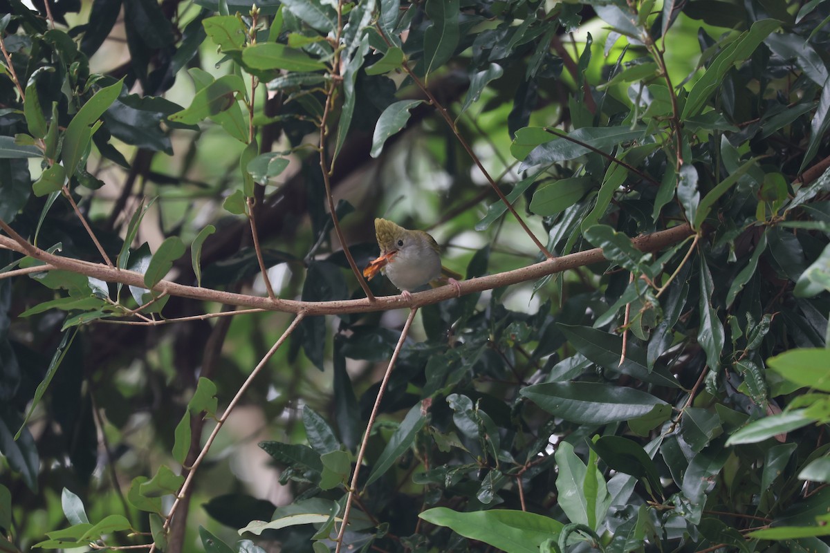 White-bellied Erpornis - ML629900341