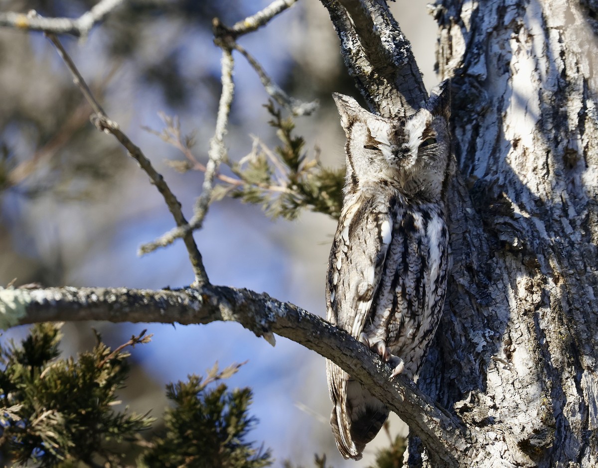 Eastern Screech-Owl - ML629900578
