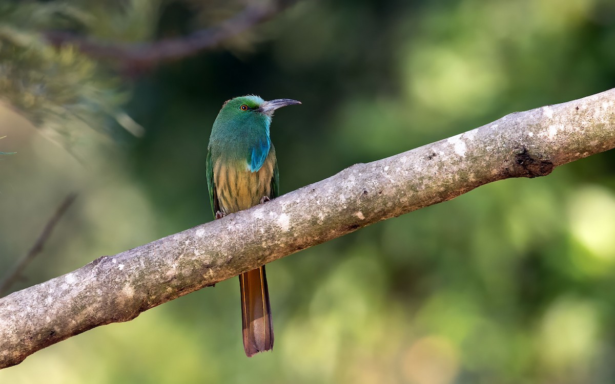 Blue-bearded Bee-eater - ML629901085