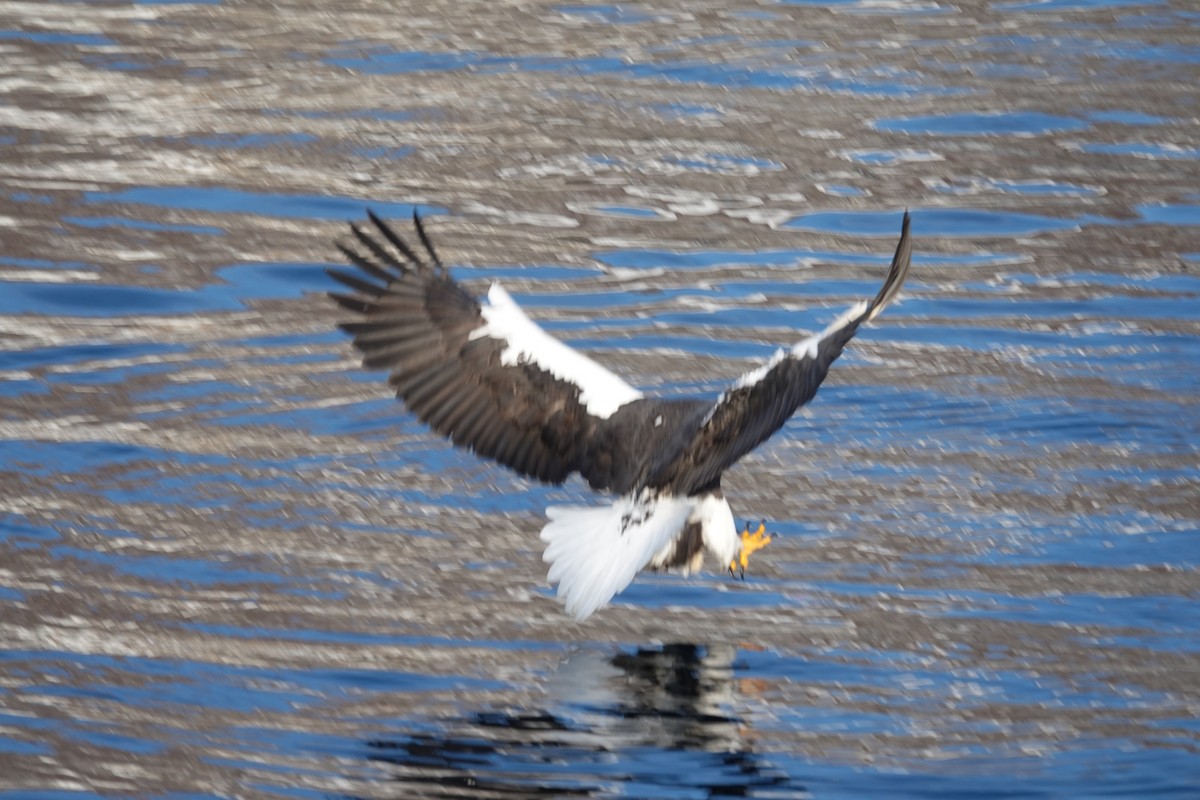 Steller's Sea-Eagle - ML629901130
