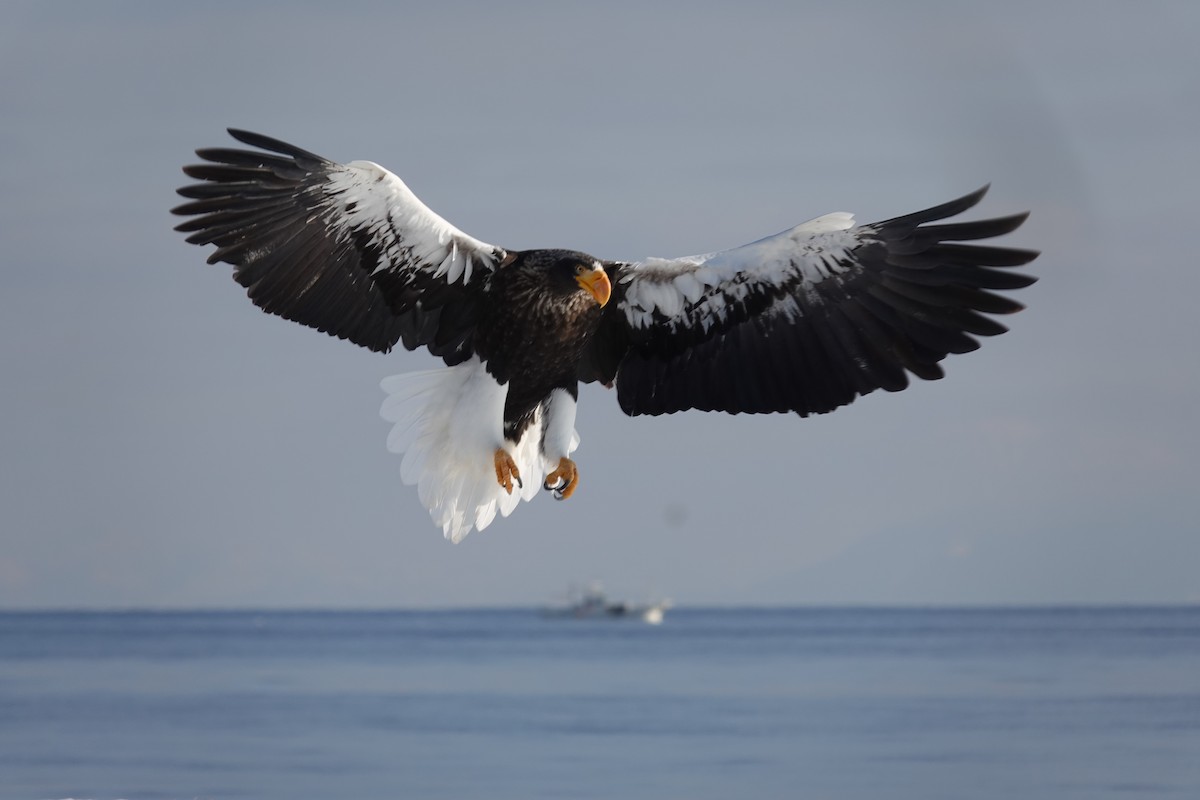 Steller's Sea-Eagle - ML629901160