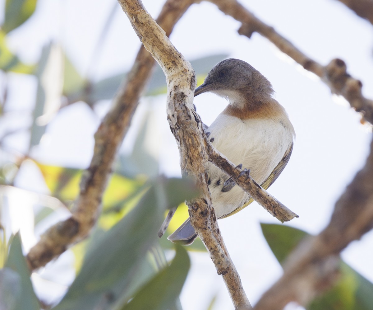 Rufous-banded Honeyeater - ML629901179