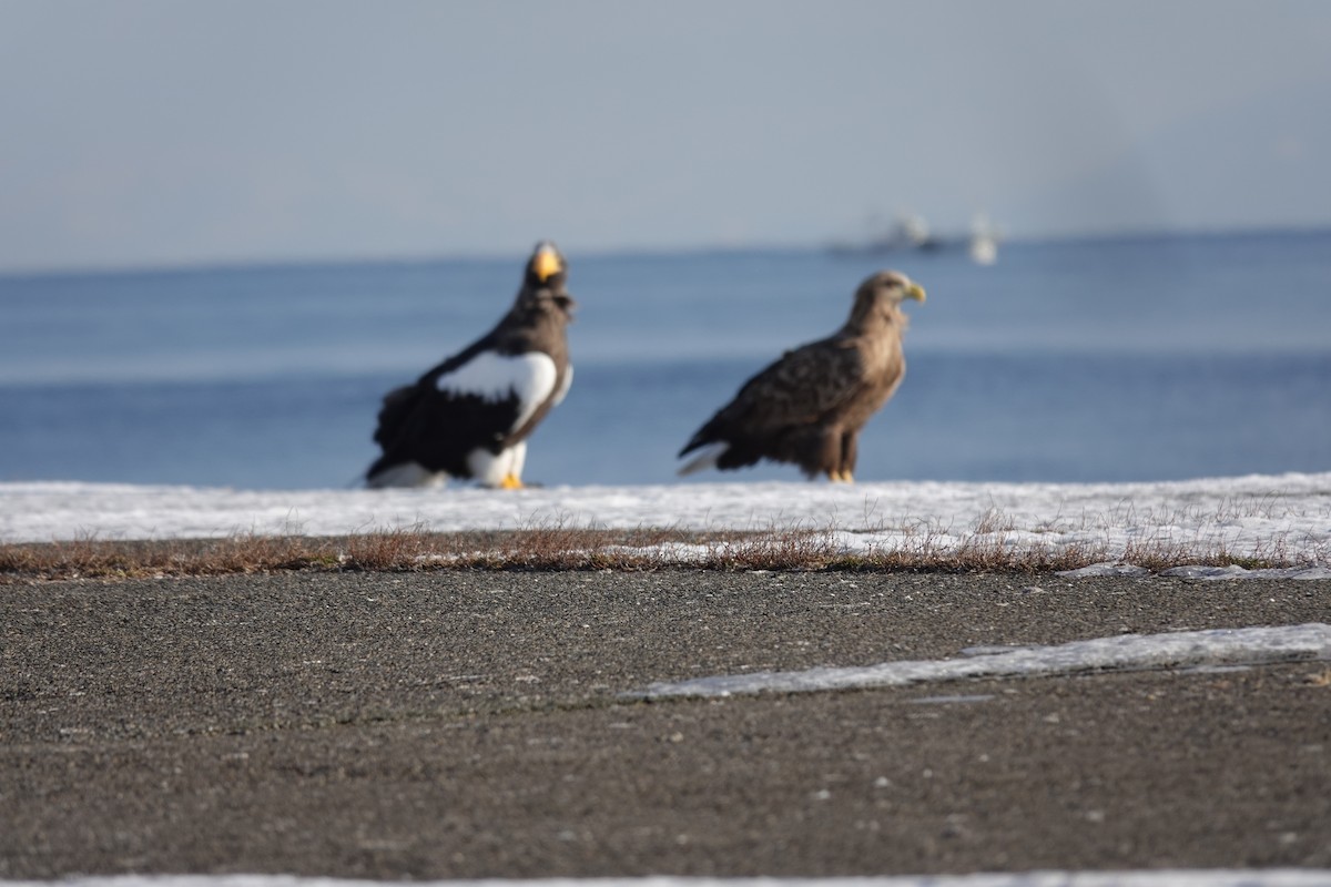 White-tailed Eagle - ML629901213