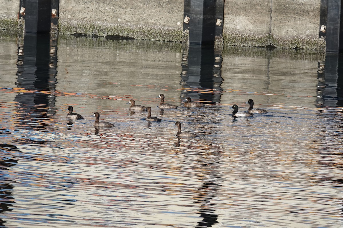 Greater Scaup - ML629901239