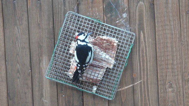 Great Spotted Woodpecker (japonicus) - ML629901261