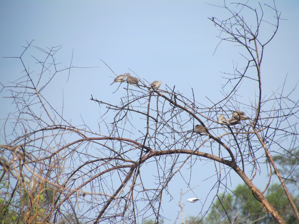 Picui Ground Dove - ML629901313