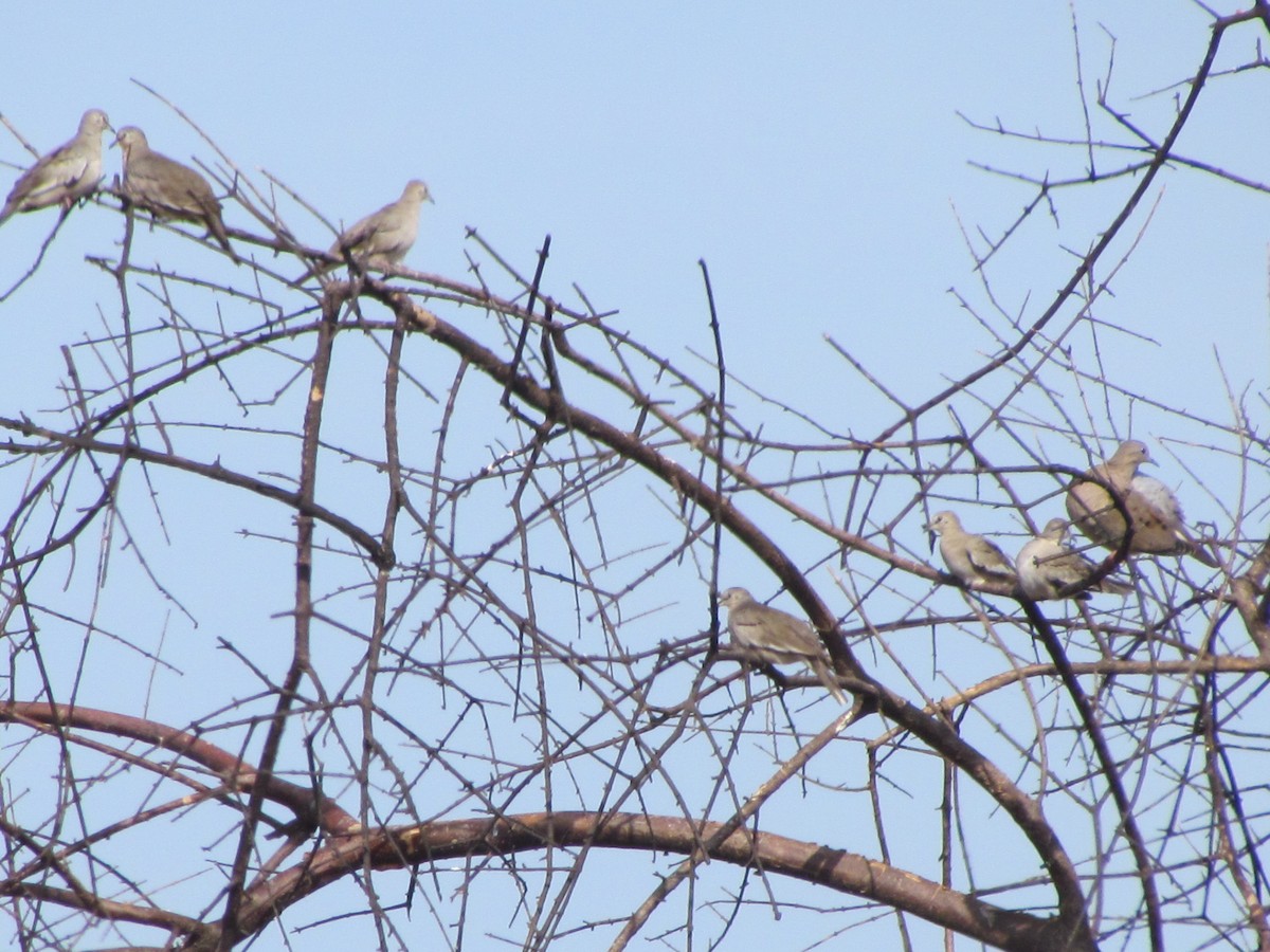 Picui Ground Dove - ML629901317